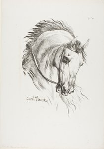 Détail de la tête de cheval, agrandie au triple, Hussard, Garde royale, n° 6 - Carle Vernet