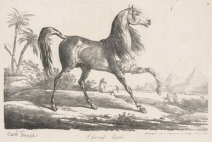 Suite de chevaux : Cheval arabe