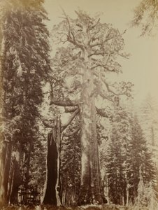 Géant du Grizzly, Mariposa Grove - Carleton E. Watkins