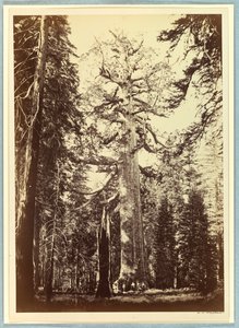 Le Géant Grizzly, Mariposa Grove, Yosemite