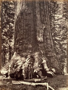 Base du Grizzly Giant, Séquoia géant, Yosemite, Californie, 1868