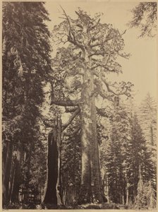 Géant grizzli, Mariposa Grove, 1861 (photo)