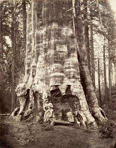 Mère de la forêt