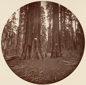 Aucun - Carleton Emmons Watkins