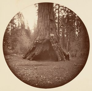 Cabane des pionniers - Calaveras Grove, ca. 1878