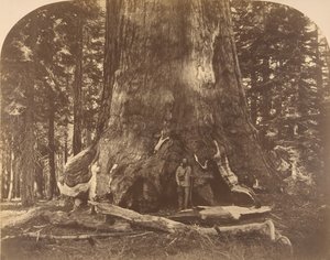 Section du Géant Grisly, Mariposa Grove
