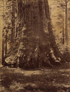 Section du Grizzly Giant avec Galen Clark, Mariposa Grove, Yosemite, 1865-66