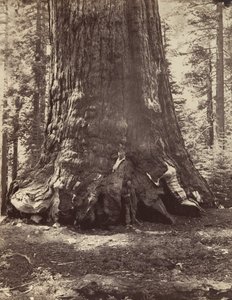 Section du Grizzly Giant avec Galen Clark, Mariposa Grove, Yosemite, 1865-66, imprimé vers 1876