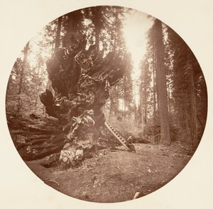 Le Père de la Forêt - Le Côté Cheval. Calaveras Grove