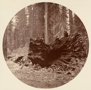 Le Père de la Forêt 450 ft C. Grove, vers 1878 - Carleton Emmons Watkins