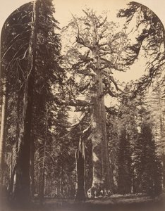Le Géant Grisly, Mariposa Grove, Yosemite