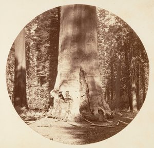 La Mère de la Forêt - Calaveras Grove (vers 1878)