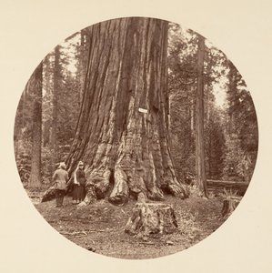 La Fierté de la Forêt - Calaveras Grove, vers 1878