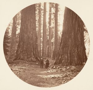 Les Trois Grâces vues à travers le bosquet Bryant et Seward Calaveras, vers 1878 - Carleton Emmons Watkins