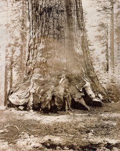 Tronc du "Grizzly Giant", Mariposa Grove, diamètre de 33 pieds, 1861
