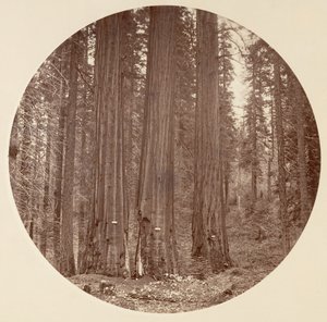 [Parc national de Yosemite, Californie], vers 1878