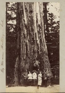 Grands arbres près de Monteray [sic] - Cal.