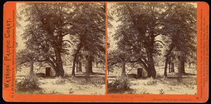 Cabane dans le Camp Grove, vallée de Yosemite, comté de Mariposa, Californie - Carleton Watkins