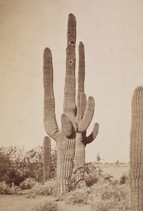 [Cactus] - Carleton Watkins