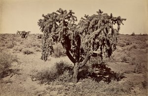 [Cactus, désert de l