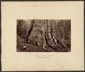 [Californie - Grands arbres de Mariposa, "Washington", hauteur de 10 m, circonférence de 10 m].