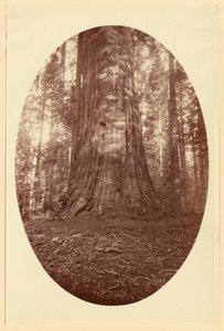 [Empire State Calaveras Grove]
