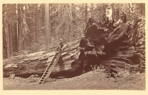 [Père de la forêt Calaveras Grove] - Carleton Watkins