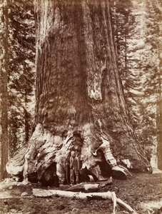 Grizzly Giant Diamètre 33 Ft. Mariposa Grove
