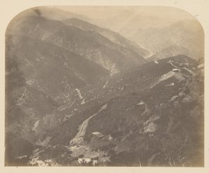 Joséphine et pin
