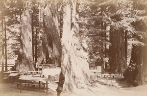  - Carleton Watkins