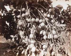 Sans titre [fruit sur un arbre]