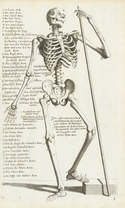 Étude anatomique du squelette humain par Carlo Cesi - Carlo Cesi