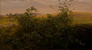 Haie avec mûre - Carlo Dalgas