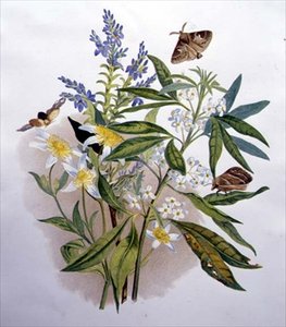 Véronique bleue de Tasmanie et clématite naine