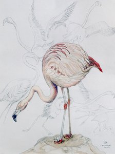 Flamant rose