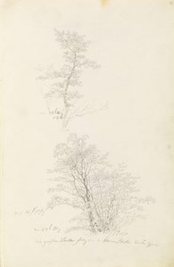 Groupe de jeunes arbres - Caspar David Friedrich