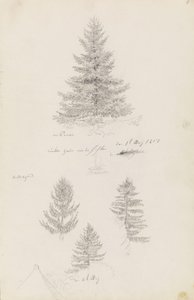 sapin et trois études d