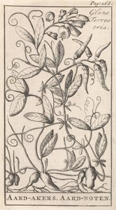 Pois de terre - Caspar Luyken