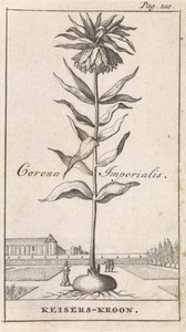 Couronne impériale - Caspar Luyken