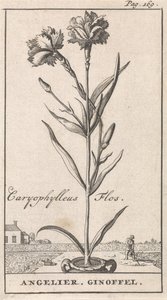 Page de titre et huit estampes avec des fleurs