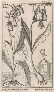 Page de titre et huit estampes avec des fleurs