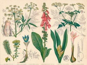 Plantes Vénéneuses Britanniques, milieu-fin du 19ème siècle
