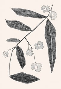 Dessin de branches de plantes - Catalina Somolinos