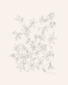 Étude botanique des fleurs