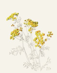 Fleurs jaunes délicates - Catalina Somolinos