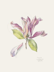 Magnolia rose aquarelle - Catalina Somolinos