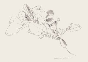 Dessin botanique du radis - Catalina Somolinos