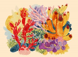 Un récif de corail aux couleurs éclatantes - Catalina Somolinos