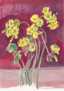 Oxalis jaune vif - Catalina Somolinos