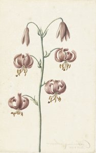 Branche avec des lys brun-rouge - Catharina Lintheimer